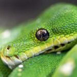 python-green