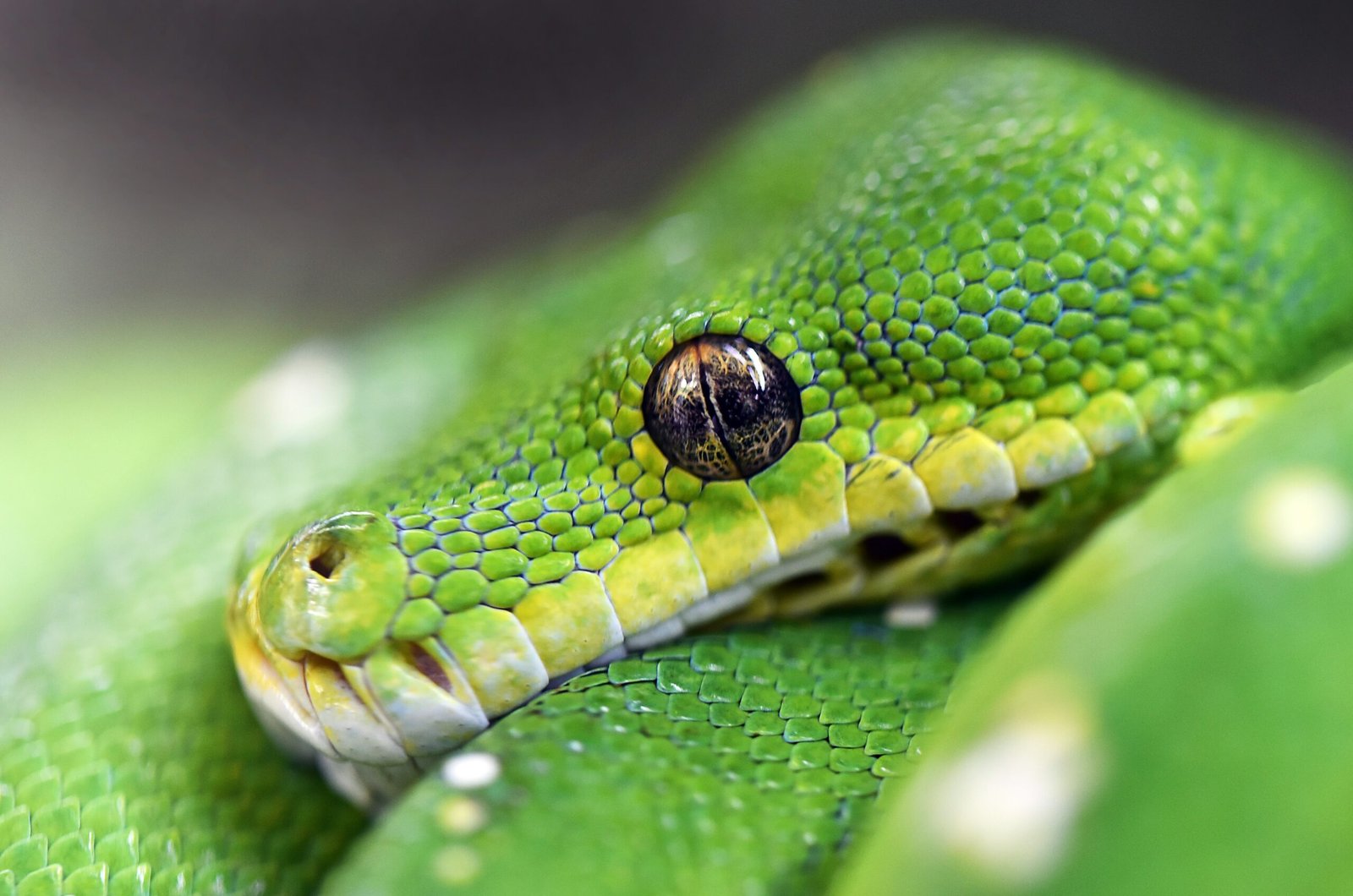 python-green